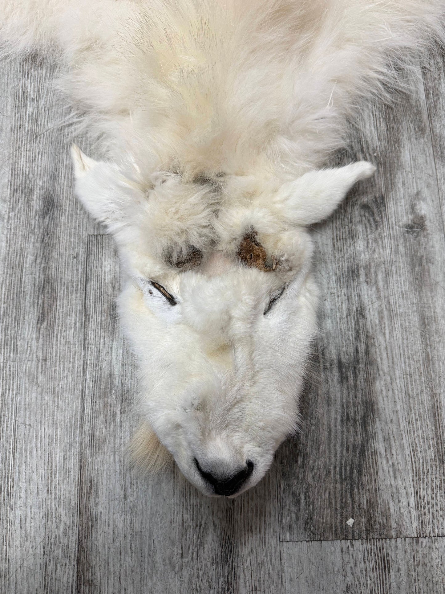 Dressed Skin - Mountain Goat #29189