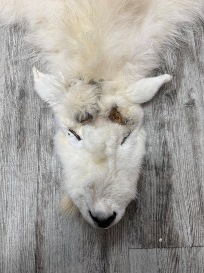 Dressed Skin - Mountain Goat #29189
