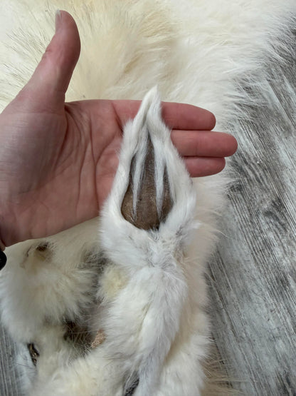 Dressed Skin - Mountain Goat #29189