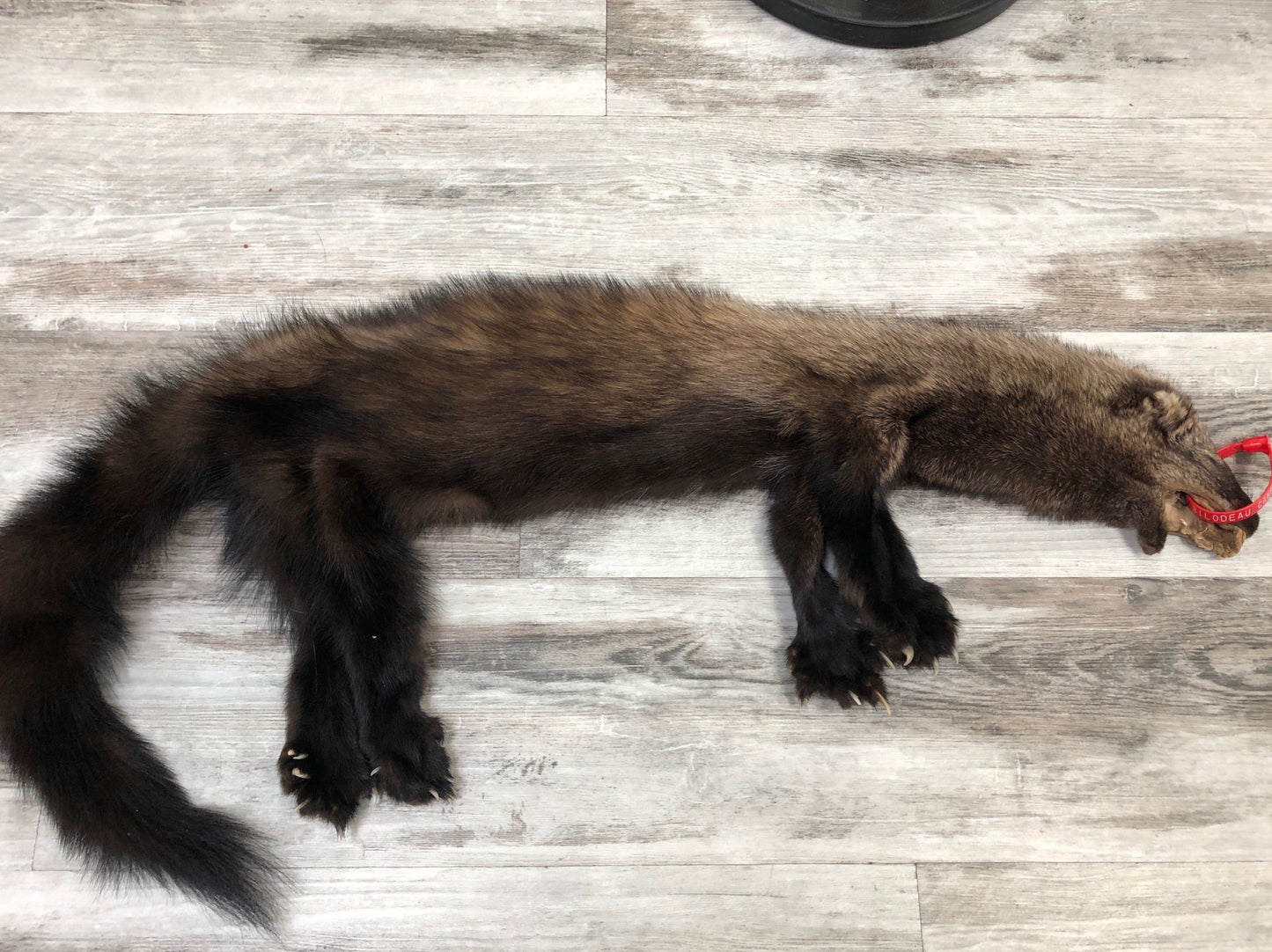 Peau - Pekan #0000295