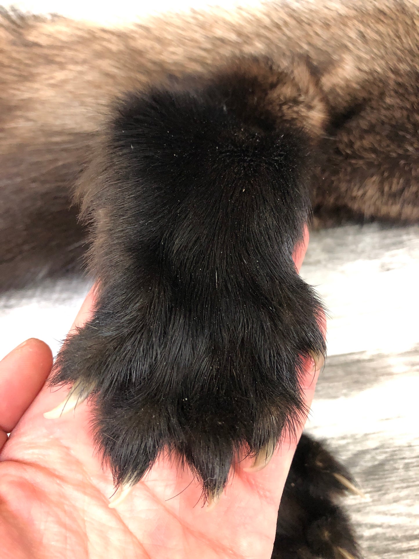 Peau - Pekan #0000295