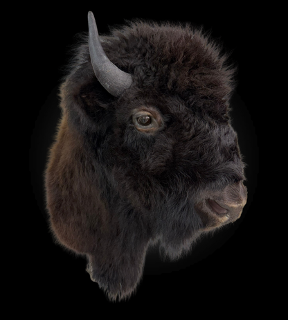 Shoulder Mount - Bison #0001368