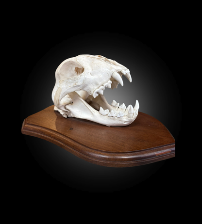 Bleached Skull - Cougar on a decorative plate