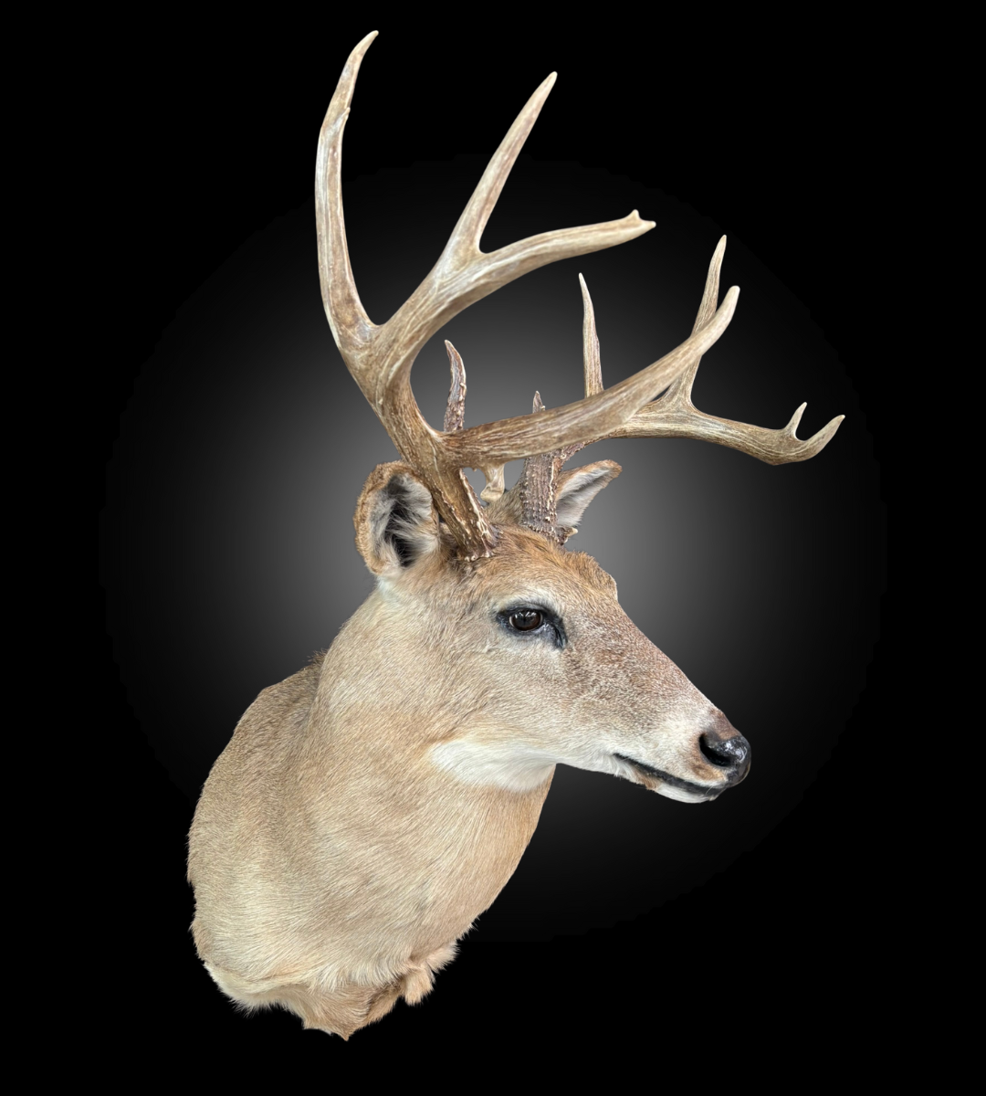 Tête - Chevreuil #0001437