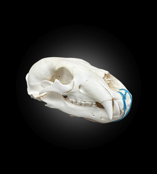 Bleached Skull - Polar Bear #0100