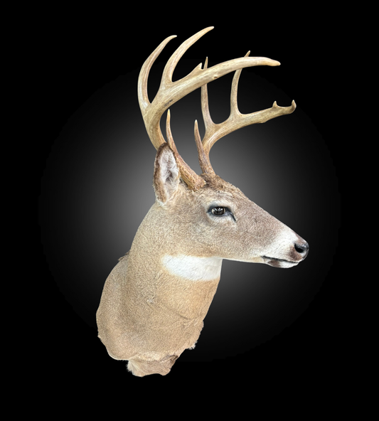 Tête - Chevreuil #0001414