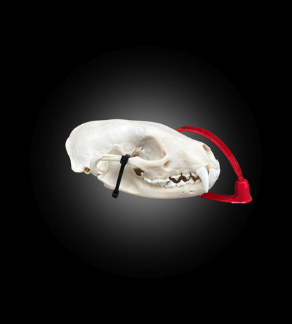 Bleached Skull - Fisher #0001512