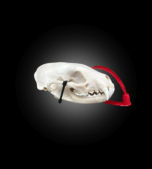 Bleached Skull - Fisher #0001512