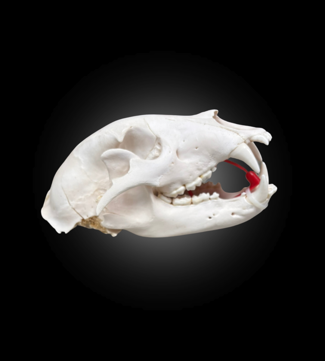 Bleached Skull - Black Bear #0000761