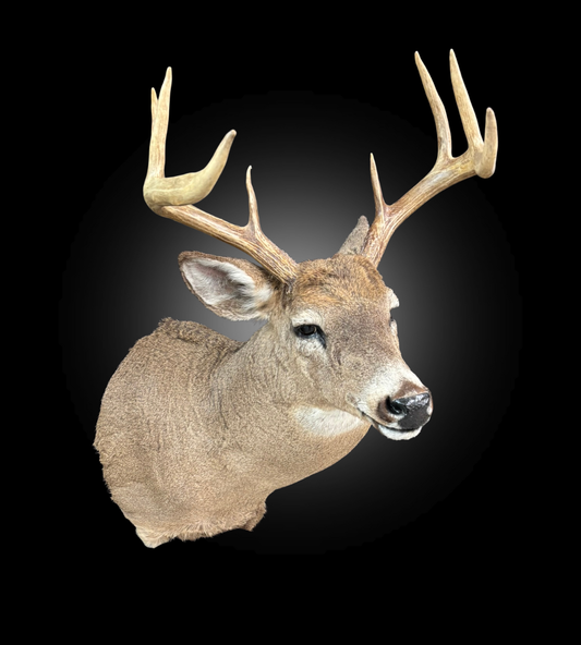 Shoulder Mount - Deer #0001377