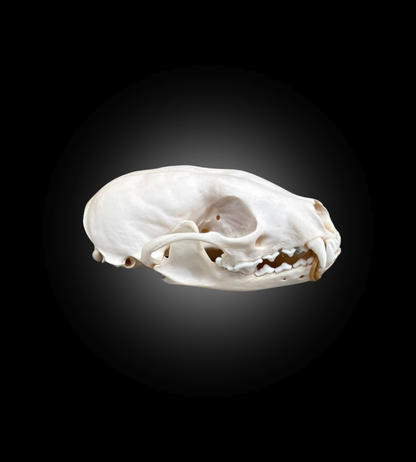 Bleached Skull - Fisher #0001068