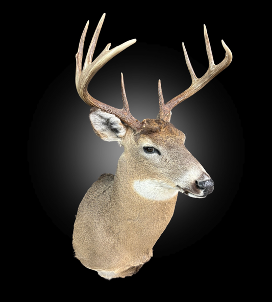 Tête - Chevreuil #0001376