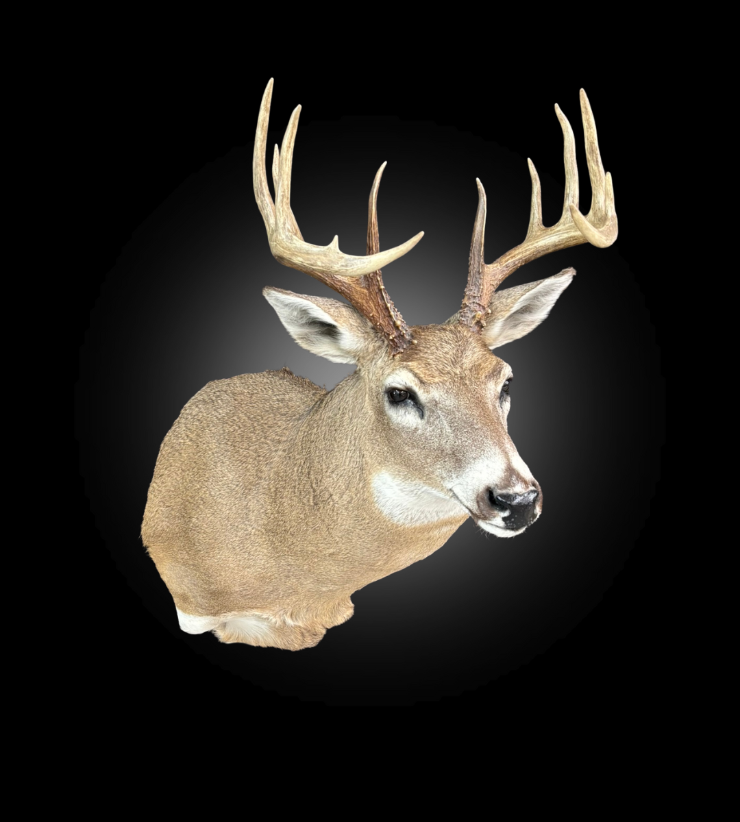 Shoulder Mount - Deer #0001378