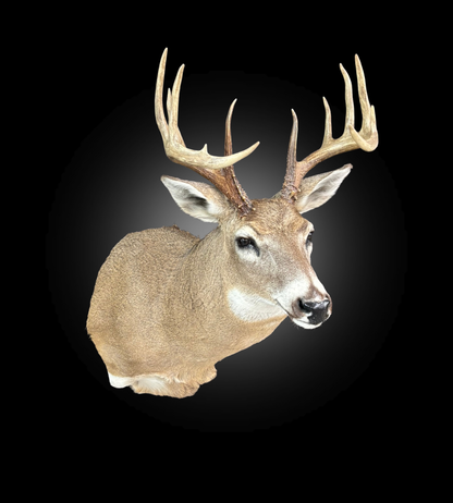 Shoulder Mount - Deer #0001378
