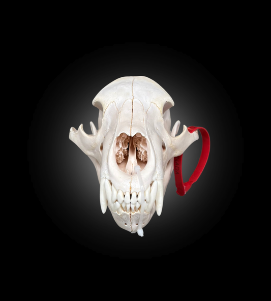 Bleached Skull - Black Bear #0001292
