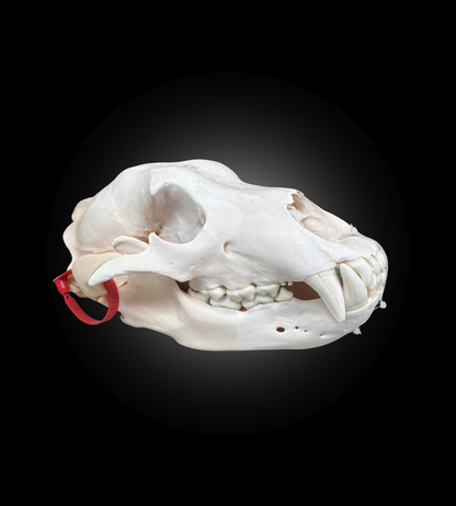 Bleached Skull - Grizzly #0001291