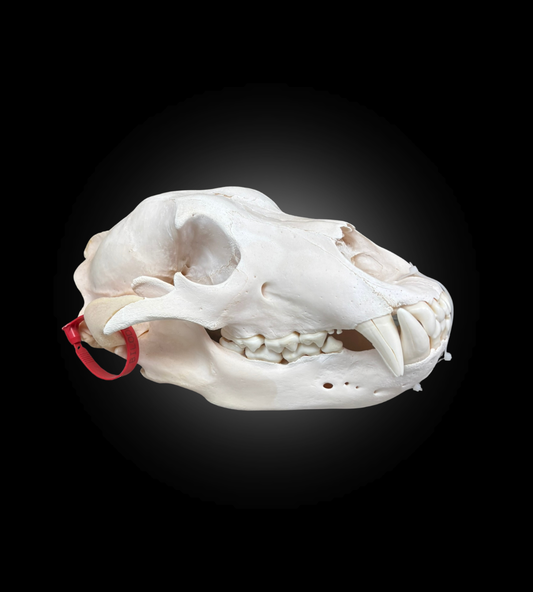Bleached Skull - Grizzly #0001291