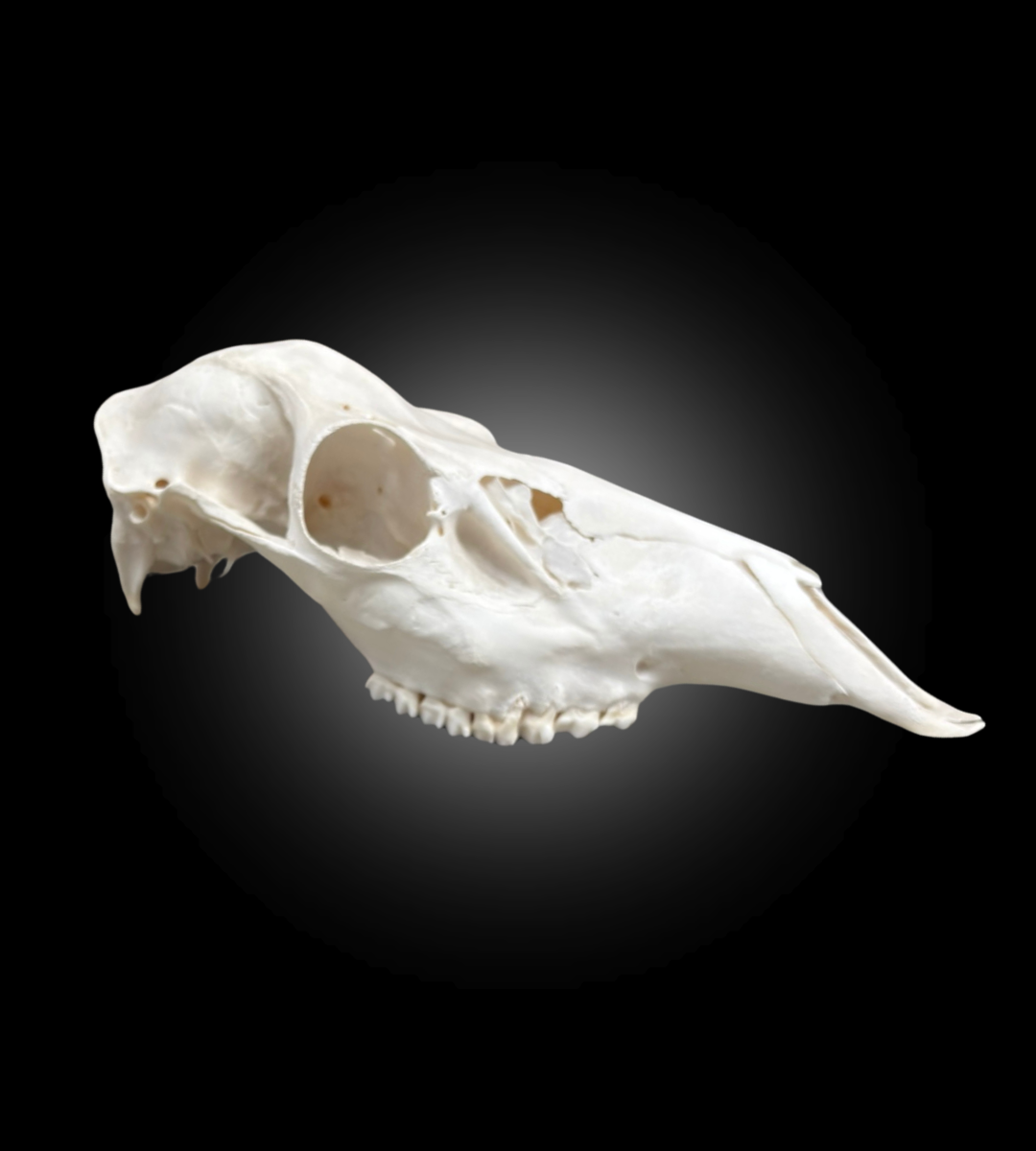 Bleached Skull - Red Deer 