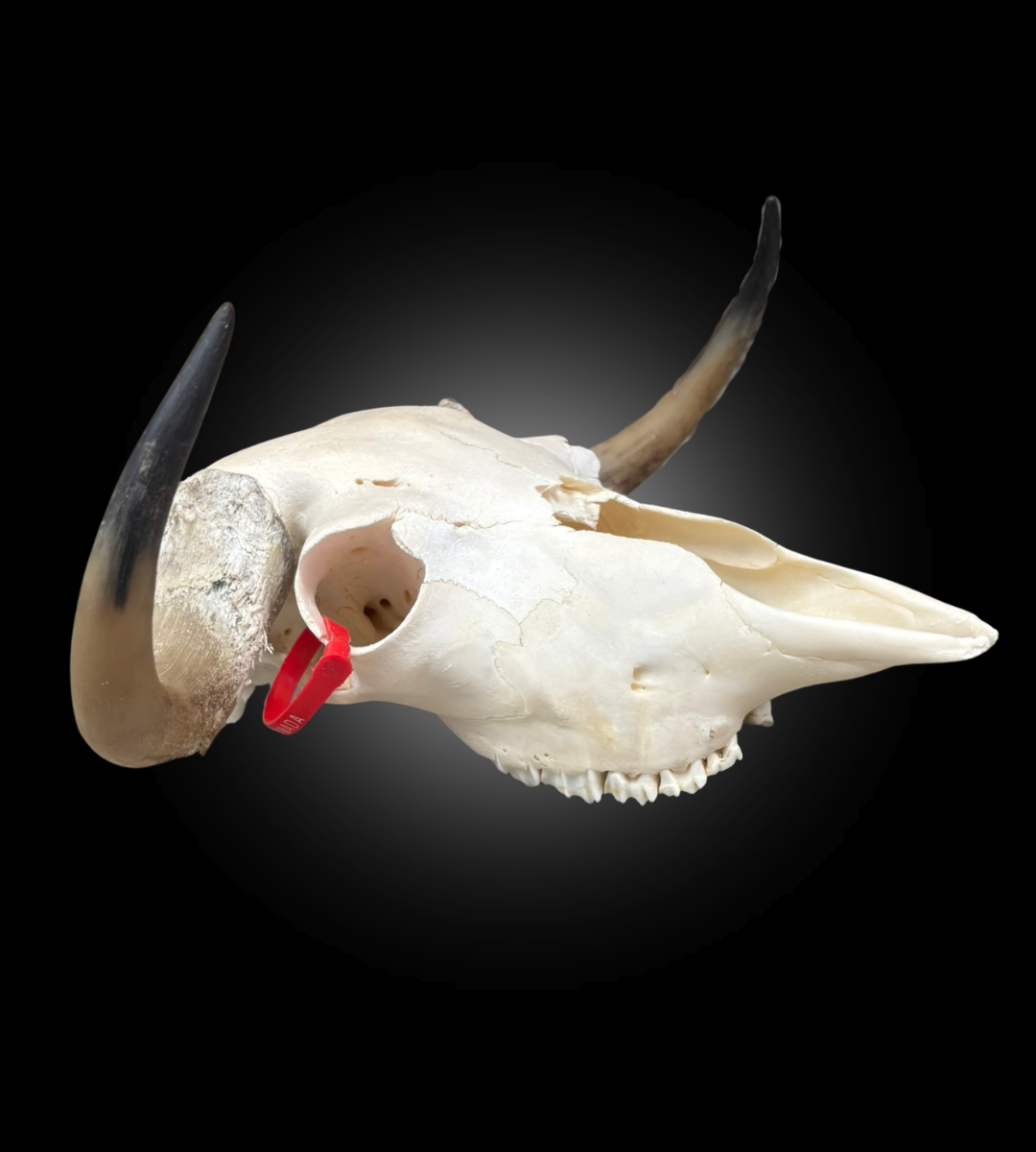 Bleached Skull - Muskox #0000769