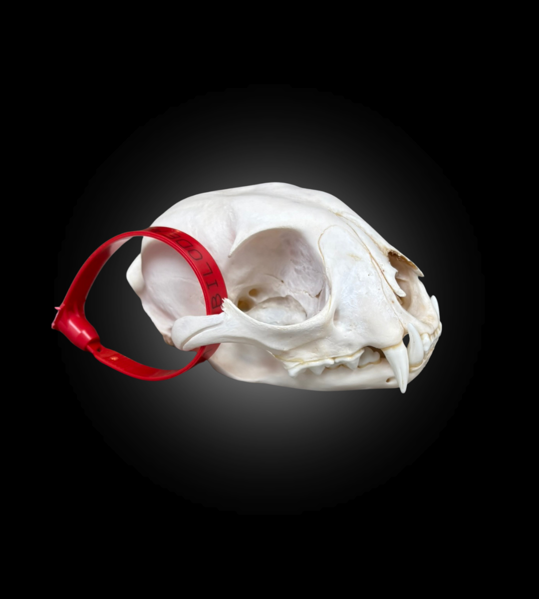 Bleached Skull - Lynx #0001511