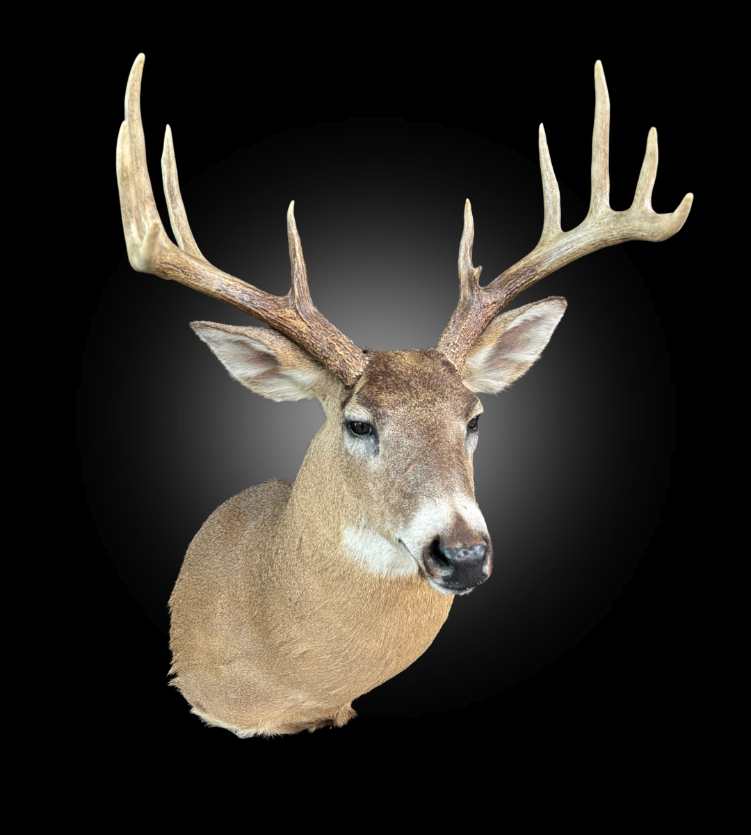 Tête - Chevreuil #0001415