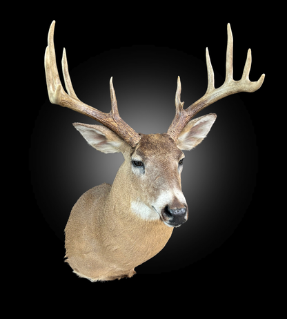 Tête - Chevreuil #0001415