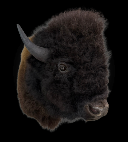 Shoulder Mount - Bison #0001365