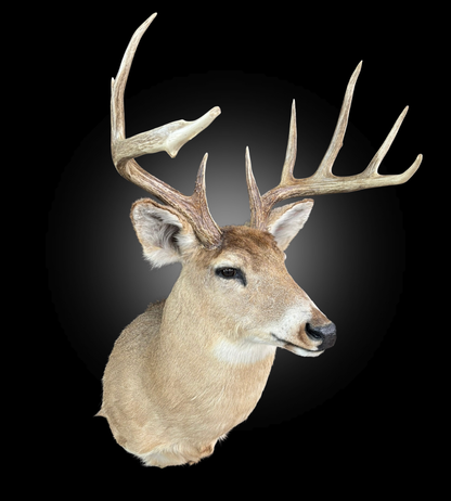 Tête - Chevreuil #0001436