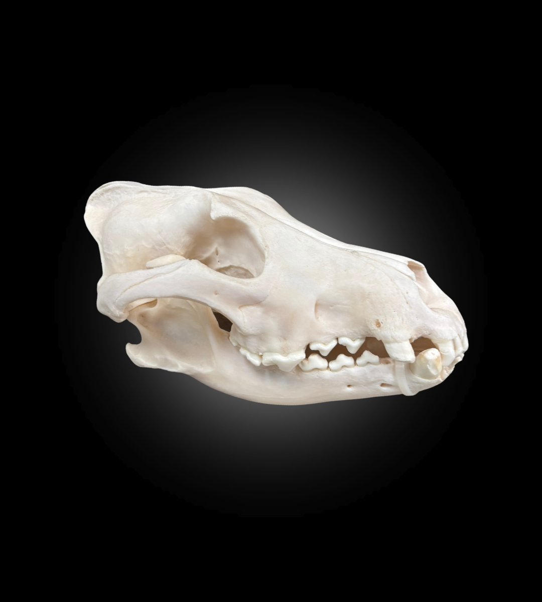 Bleached Skull - Wolf #0001510