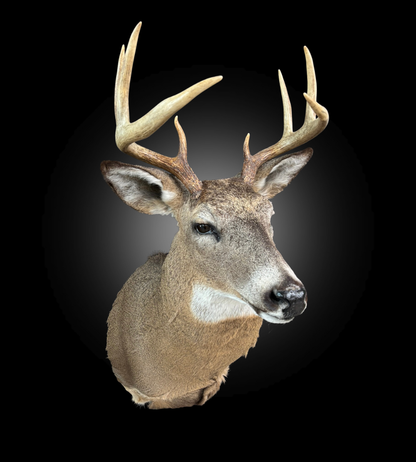 Tête - Chevreuil #0001416