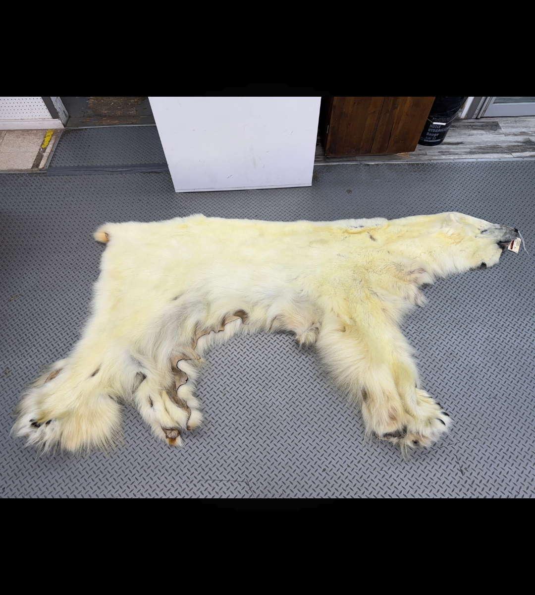 Peau - Ours Polaire #26328