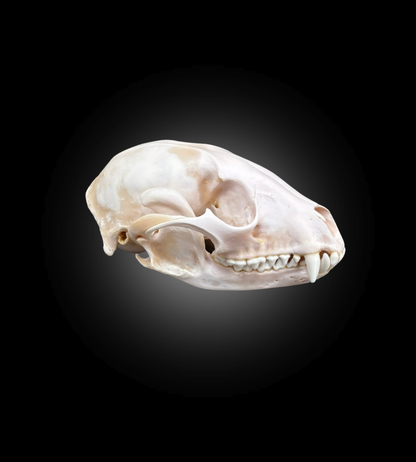 Bleached Skull - Raccoon 