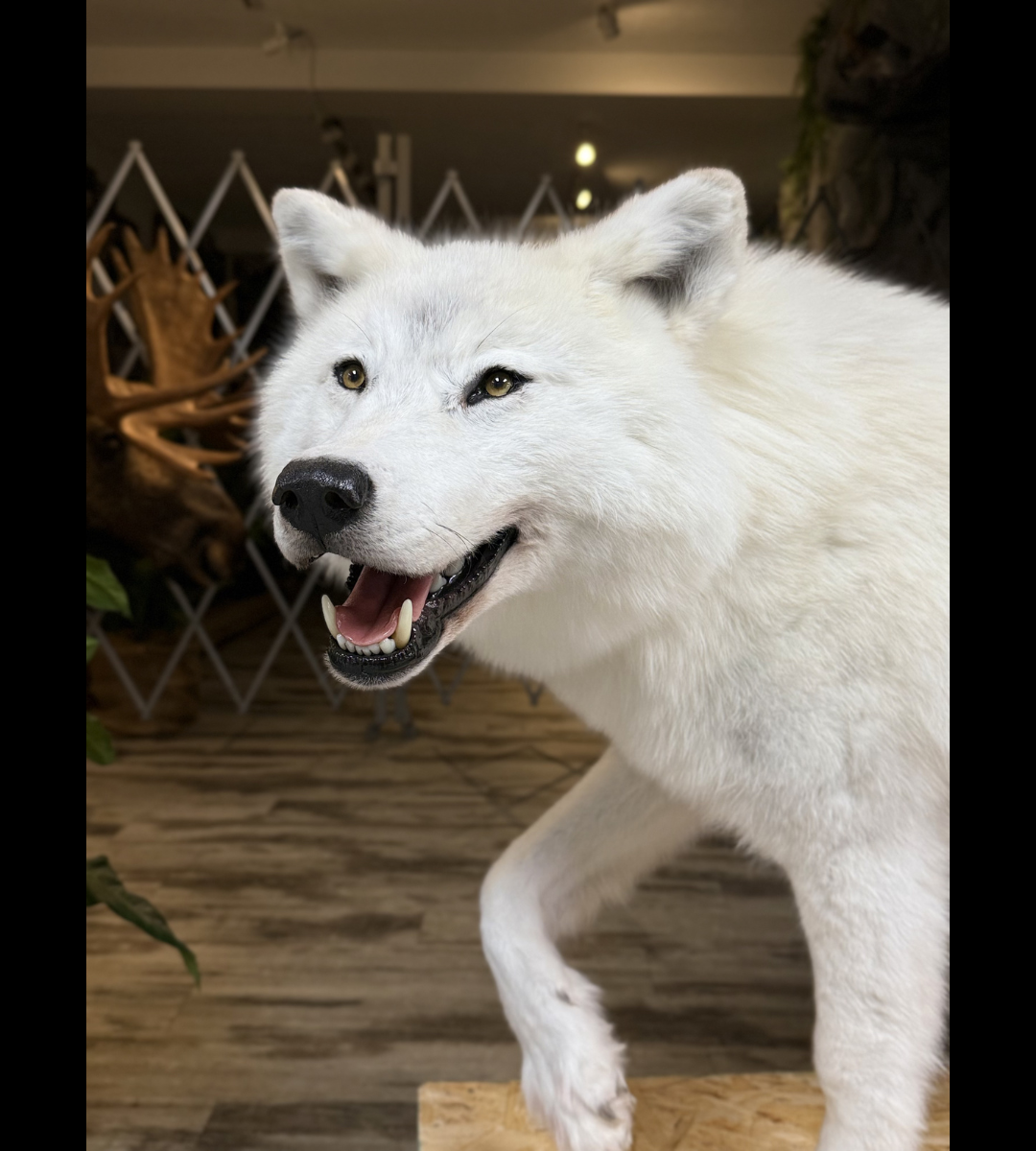 Montage - Loup Arctique