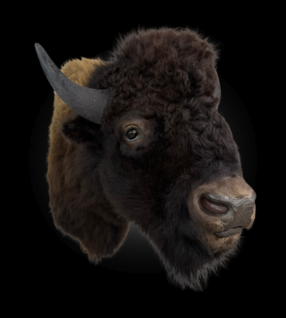 Shoulder Mount - Bison #0001369