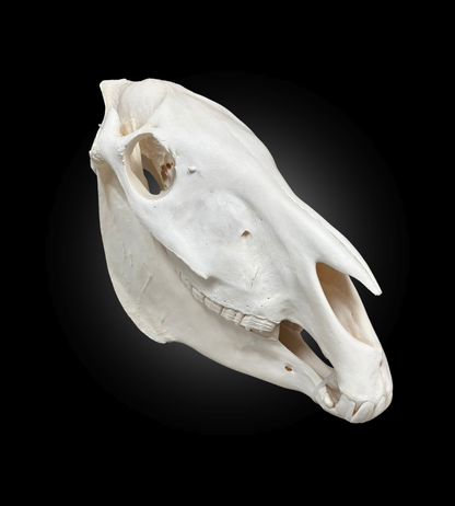 Bleached Skull - Zebra #23763