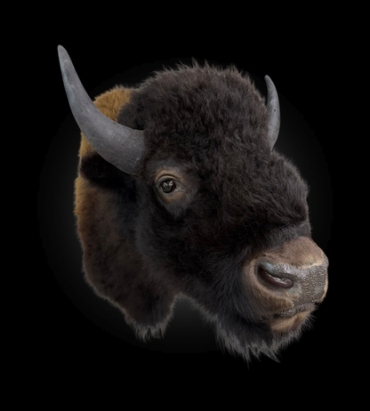 Shoulder Mount - Bison #0001372