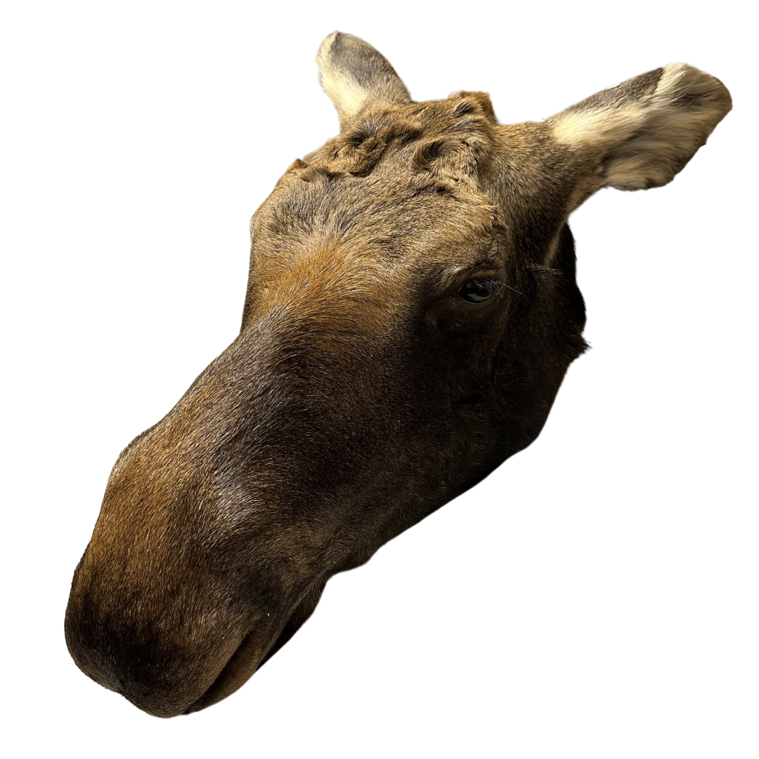 Shoulder Mounts - Moose head #3