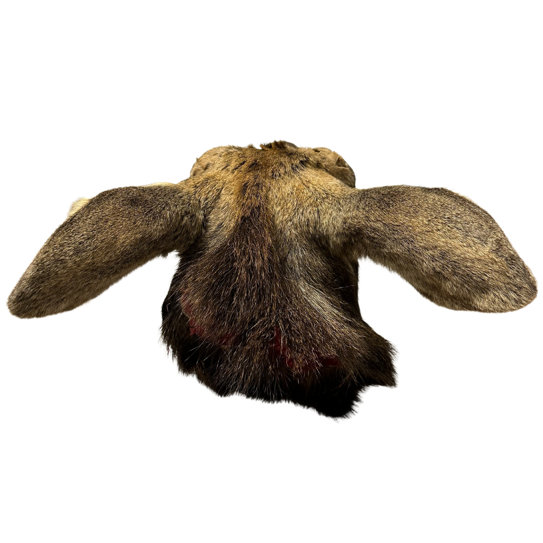 Shoulder Mounts - Moose head #3