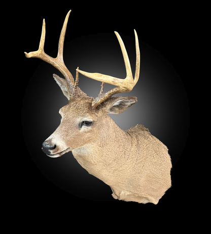 Shoulder Mount - Deer #0001375