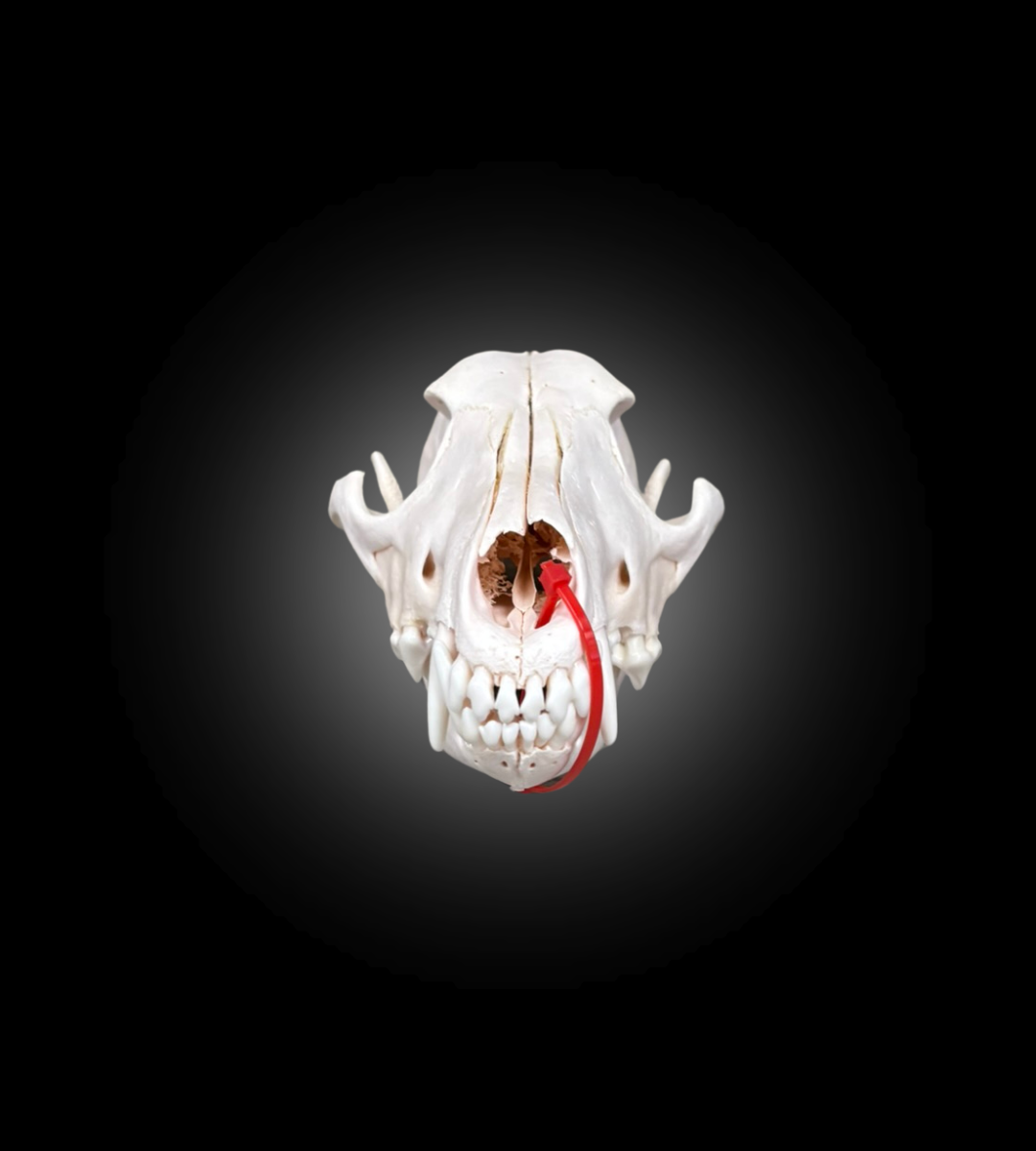 Bleached Skull - Coyote 