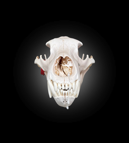 Bleached Skull - Grizzly #0001291