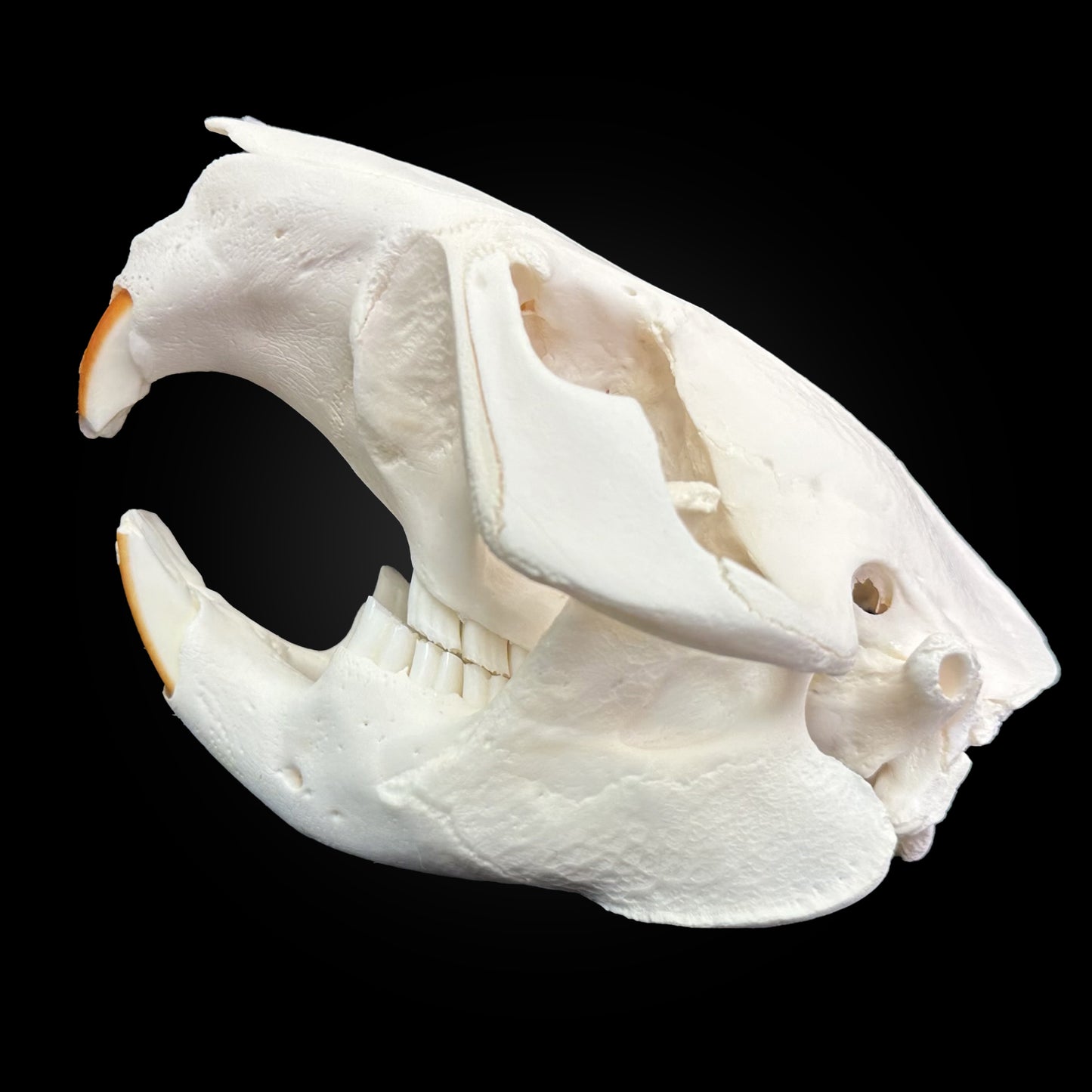 Crâne blanchi - Castor #CASTOR3