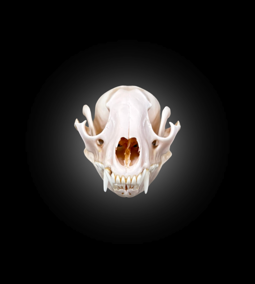Bleached Skull - Raccoon 