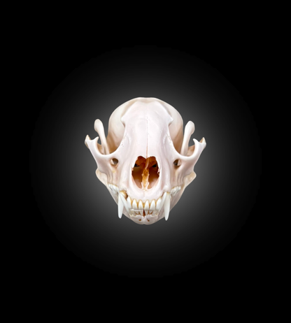 Bleached Skull - Raccoon 