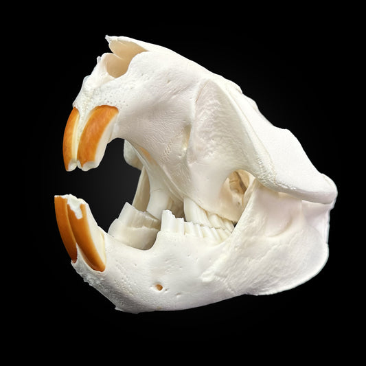 Crâne blanchi - Castor #CASTOR3