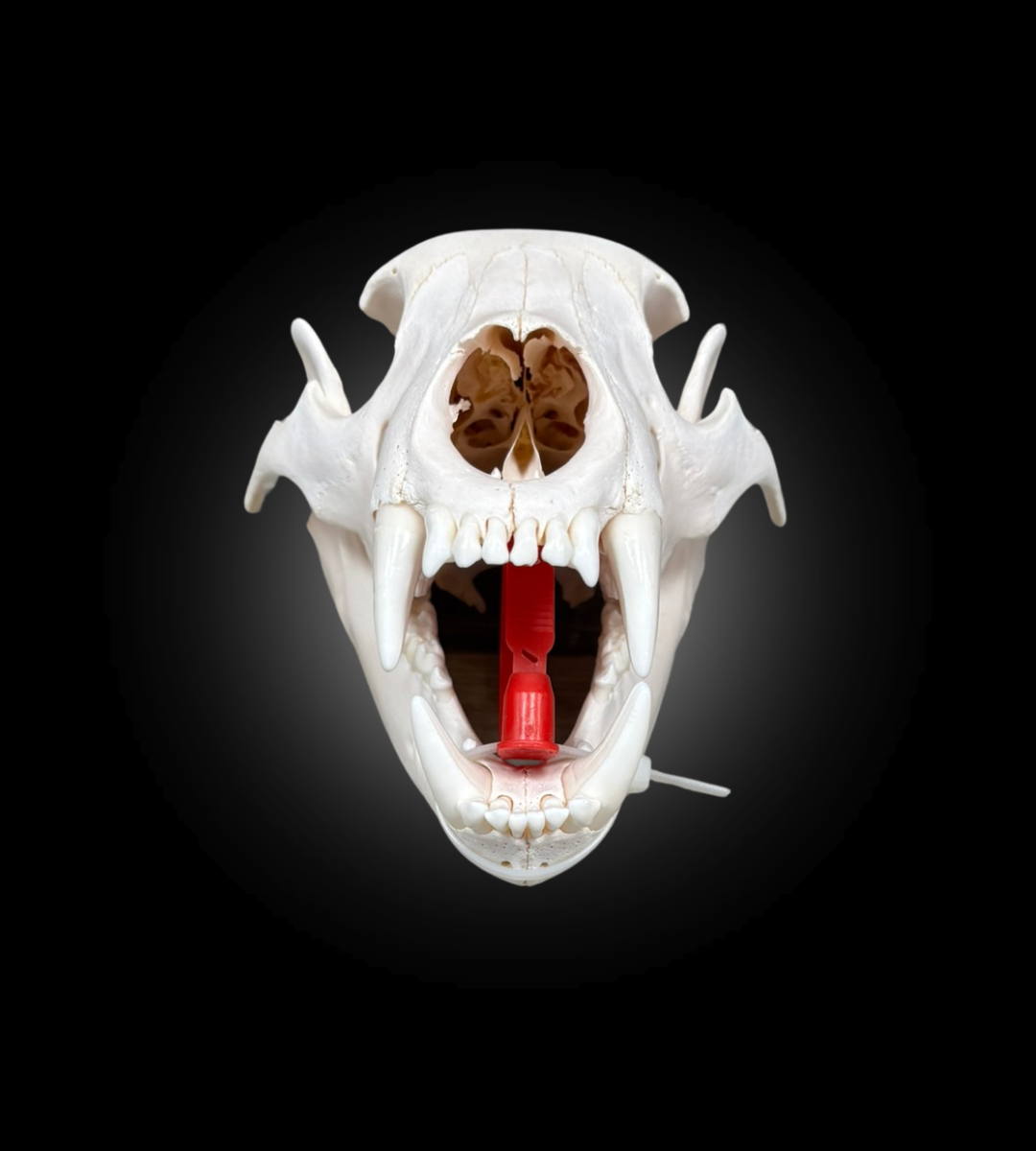 Bleached Skull - Black Bear #0000761