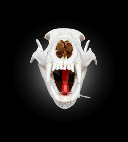 Bleached Skull - Black Bear #0000761