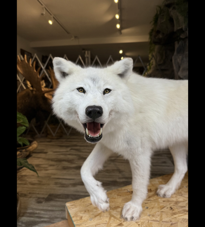 Montage - Loup Arctique