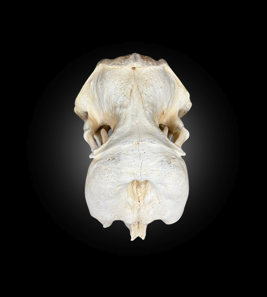 Bleached Skull - Walrus #31627