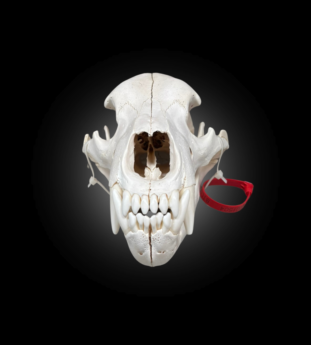 Bleached Skull - Grizzly #0001504